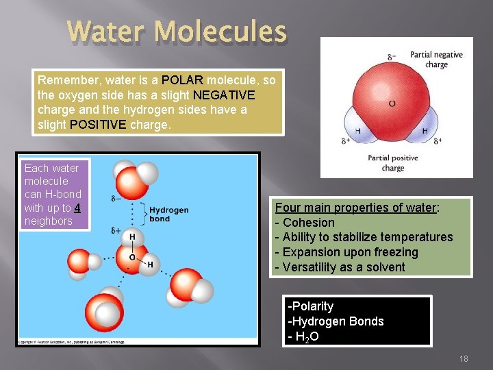 Water Molecules Remember, water is a POLAR molecule, so the oxygen side has a