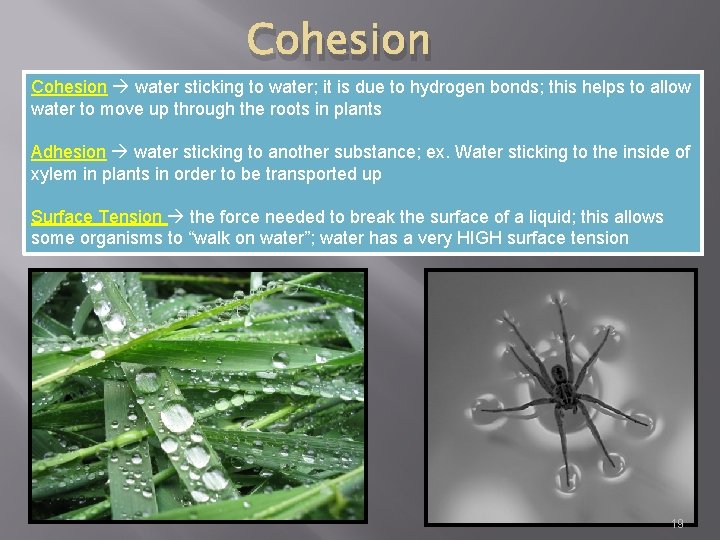 Cohesion water sticking to water; it is due to hydrogen bonds; this helps to