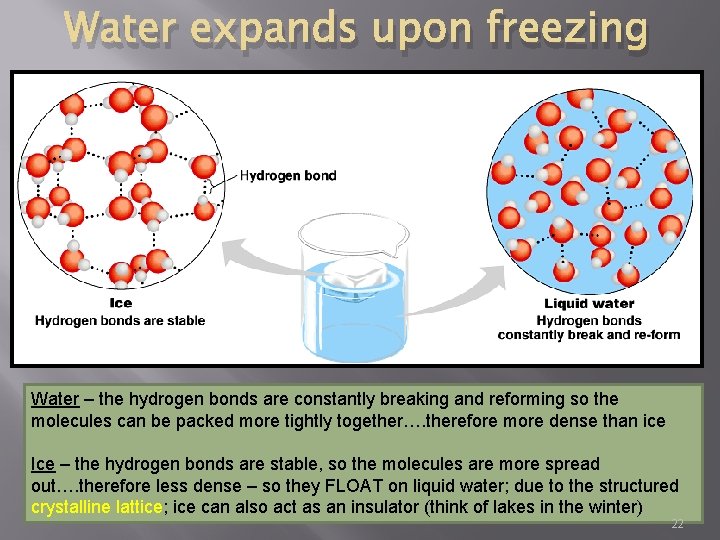 Water expands upon freezing Water – the hydrogen bonds are constantly breaking and reforming
