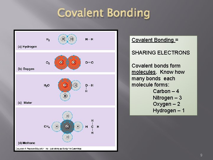 Covalent Bonding = SHARING ELECTRONS Covalent bonds form molecules. Know how many bonds each