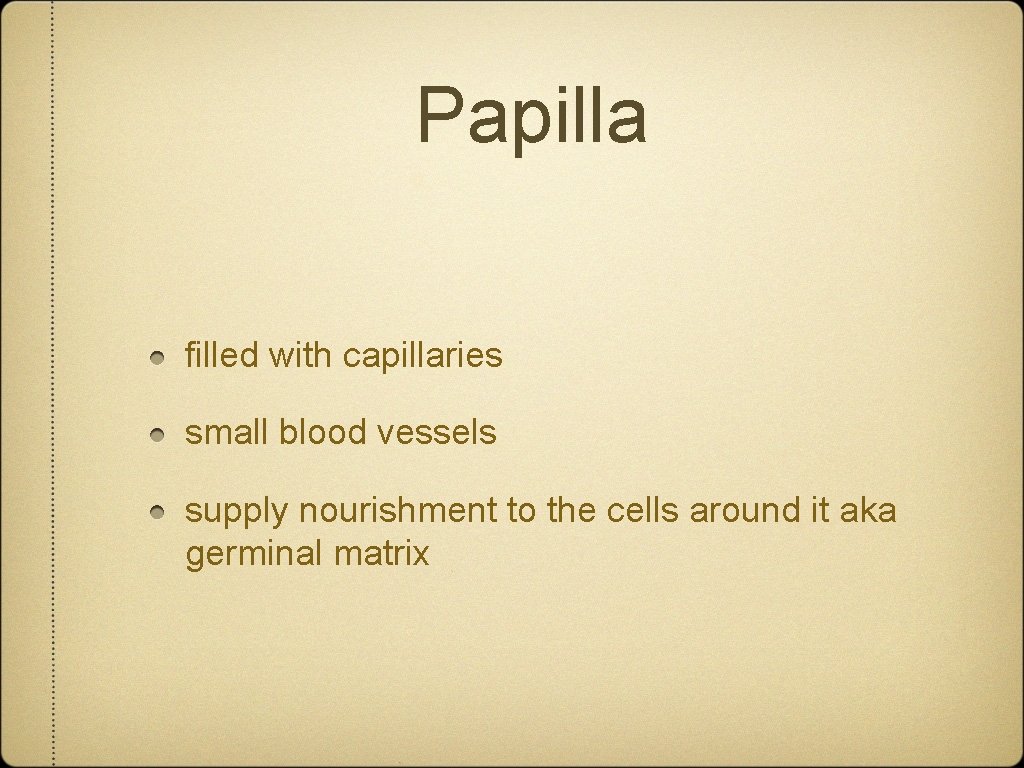 Papilla filled with capillaries small blood vessels supply nourishment to the cells around it