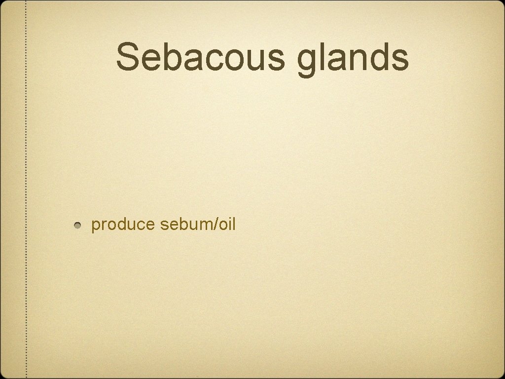 Sebacous glands produce sebum/oil 