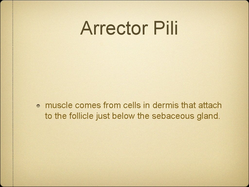 Arrector Pili muscle comes from cells in dermis that attach to the follicle just