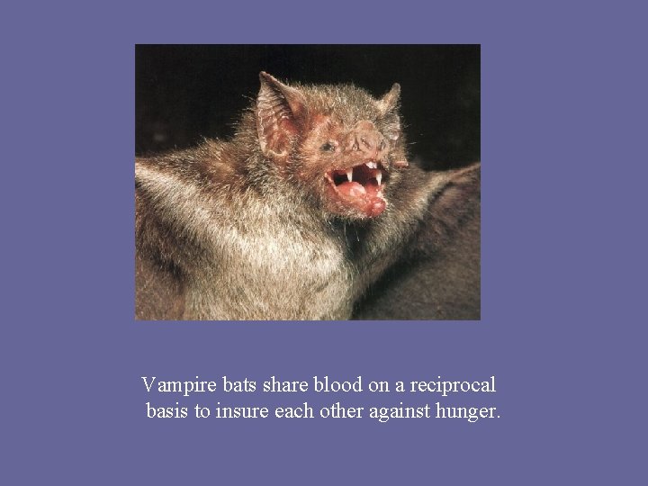 Vampire bats share blood on a reciprocal basis to insure each other against hunger.