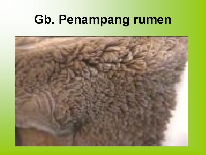 SISTEM PENCERNAAN TERNAK RUMINANSIA Oleh Prof Dr Ir
