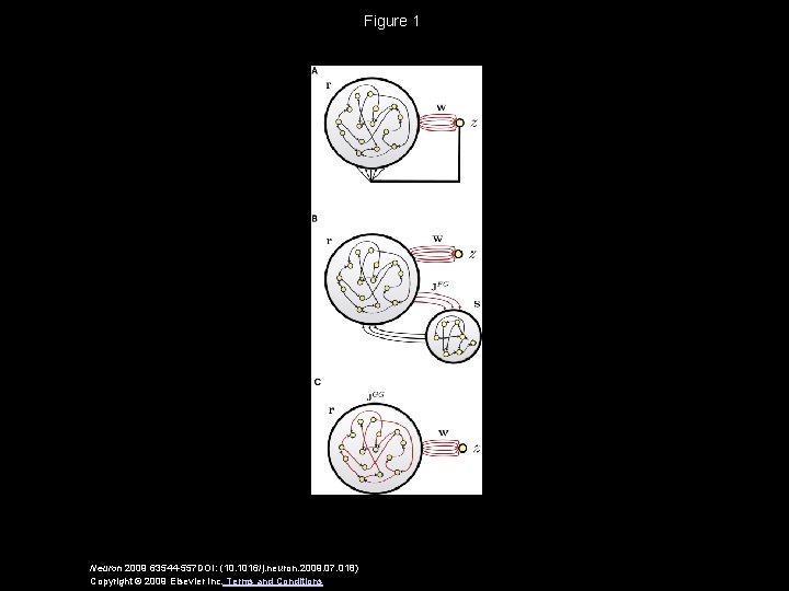 Figure 1 Neuron 2009 63544 -557 DOI: (10. 1016/j. neuron. 2009. 07. 018) Copyright