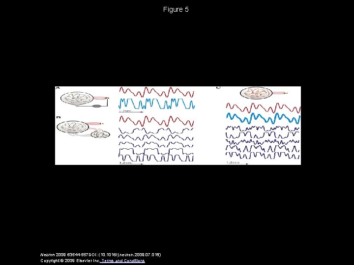 Figure 5 Neuron 2009 63544 -557 DOI: (10. 1016/j. neuron. 2009. 07. 018) Copyright