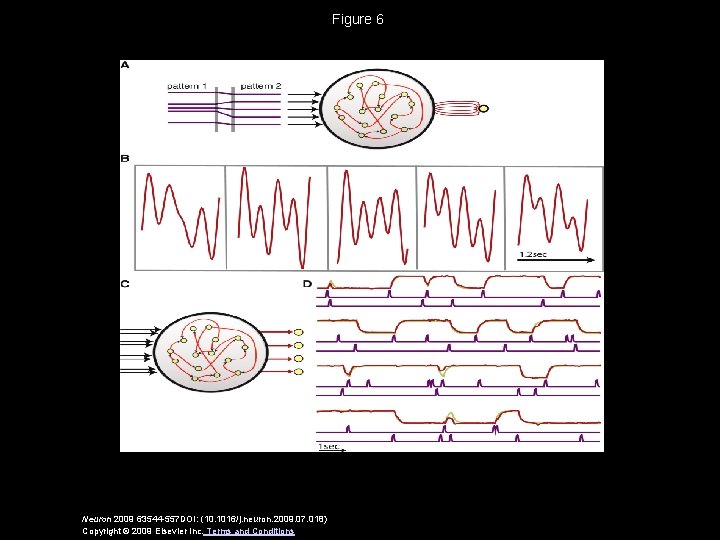 Figure 6 Neuron 2009 63544 -557 DOI: (10. 1016/j. neuron. 2009. 07. 018) Copyright