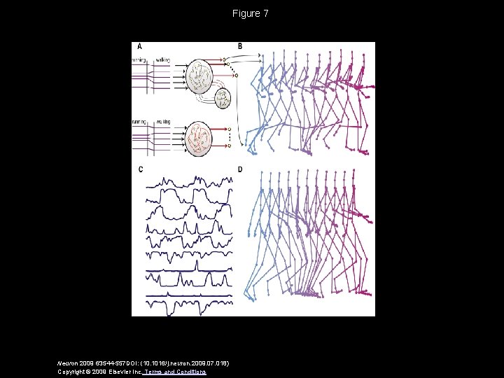 Figure 7 Neuron 2009 63544 -557 DOI: (10. 1016/j. neuron. 2009. 07. 018) Copyright