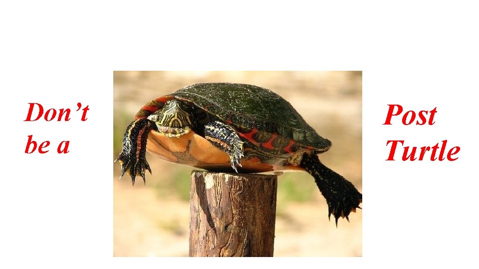 Don’t be a Post Turtle 