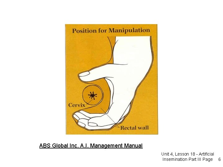 ABS Global Inc. A. I. Management Manual Unit 4, Lesson 18 - Artificial Insemination