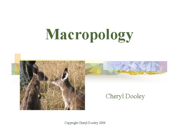 Macropology Cheryl Dooley Copyright Cheryl Dooley 2004 