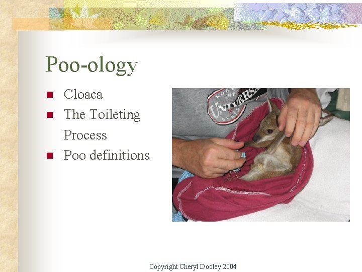 Poo-ology n n n Cloaca The Toileting Process Poo definitions Copyright Cheryl Dooley 2004