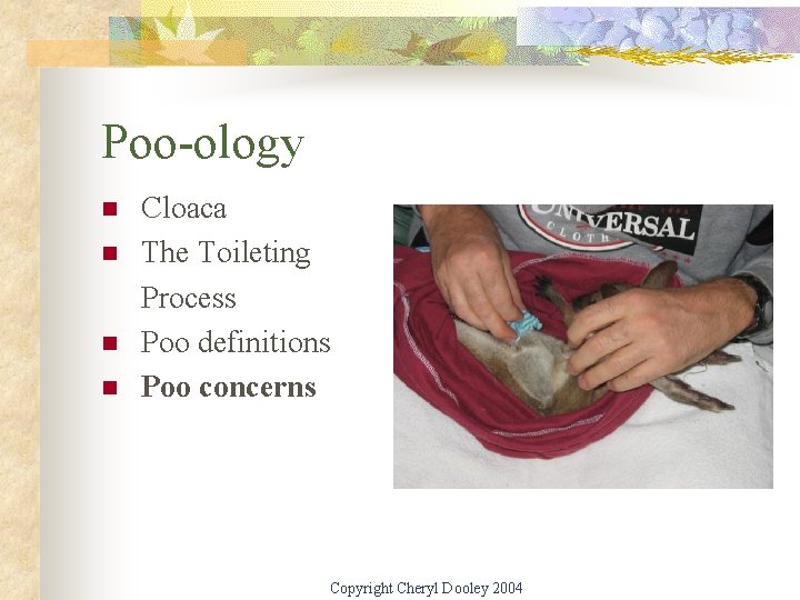 Poo-ology n n Cloaca The Toileting Process Poo definitions Poo concerns Copyright Cheryl Dooley