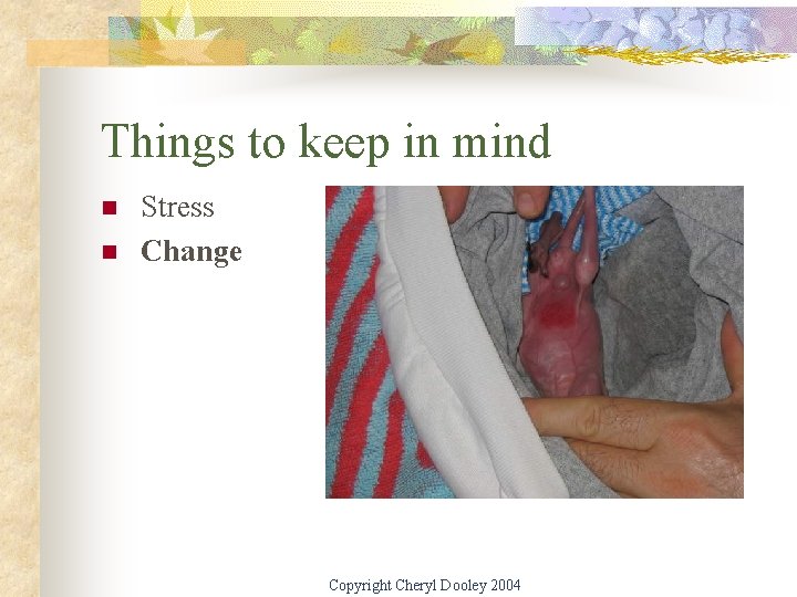 Things to keep in mind n n Stress Change Copyright Cheryl Dooley 2004 