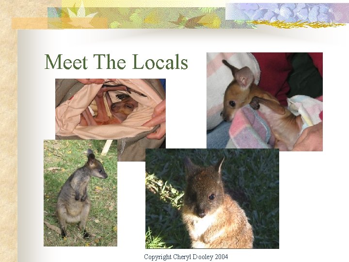 Meet The Locals Copyright Cheryl Dooley 2004 