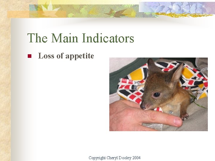 The Main Indicators n Loss of appetite Copyright Cheryl Dooley 2004 