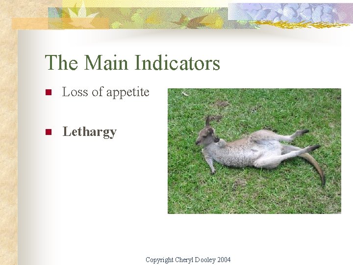 The Main Indicators n Loss of appetite n Lethargy Copyright Cheryl Dooley 2004 