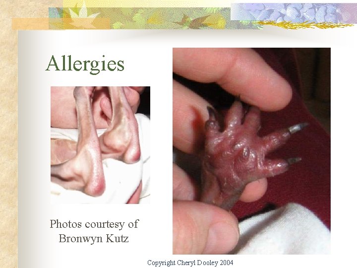 Allergies Photos courtesy of Bronwyn Kutz Copyright Cheryl Dooley 2004 