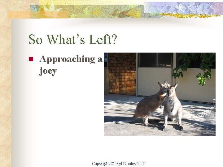 So What’s Left? n Approaching a joey Copyright Cheryl Dooley 2004 