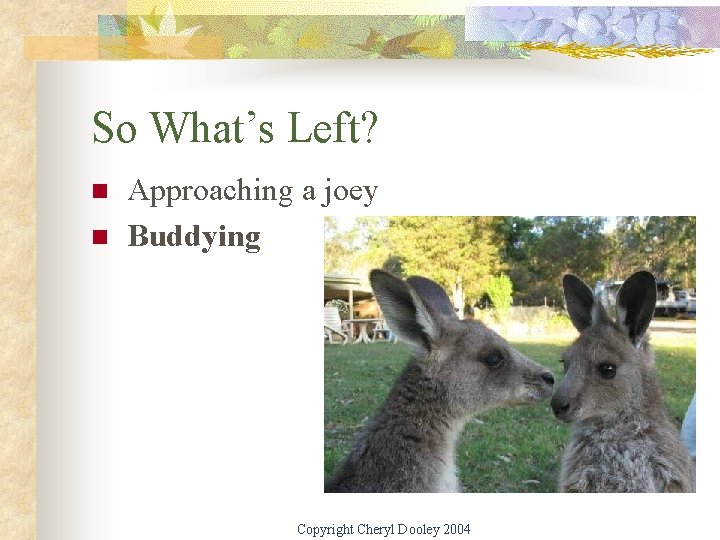 So What’s Left? n n Approaching a joey Buddying Copyright Cheryl Dooley 2004 