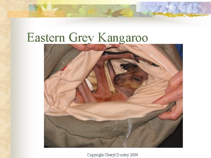 Eastern Grey Kangaroo Copyright Cheryl Dooley 2004 