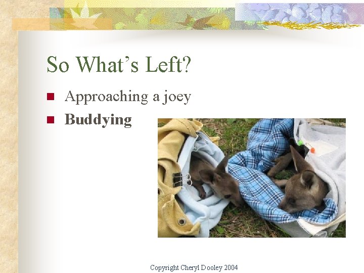 So What’s Left? n n Approaching a joey Buddying Copyright Cheryl Dooley 2004 