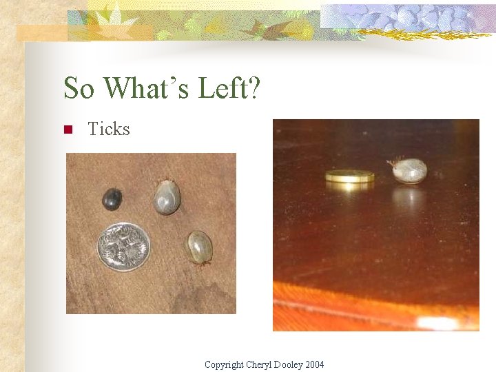 So What’s Left? n Ticks Copyright Cheryl Dooley 2004 