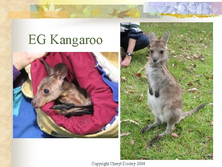EG Kangaroo Copyright Cheryl Dooley 2004 