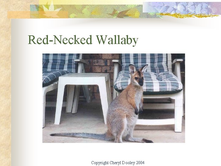 Red-Necked Wallaby Copyright Cheryl Dooley 2004 