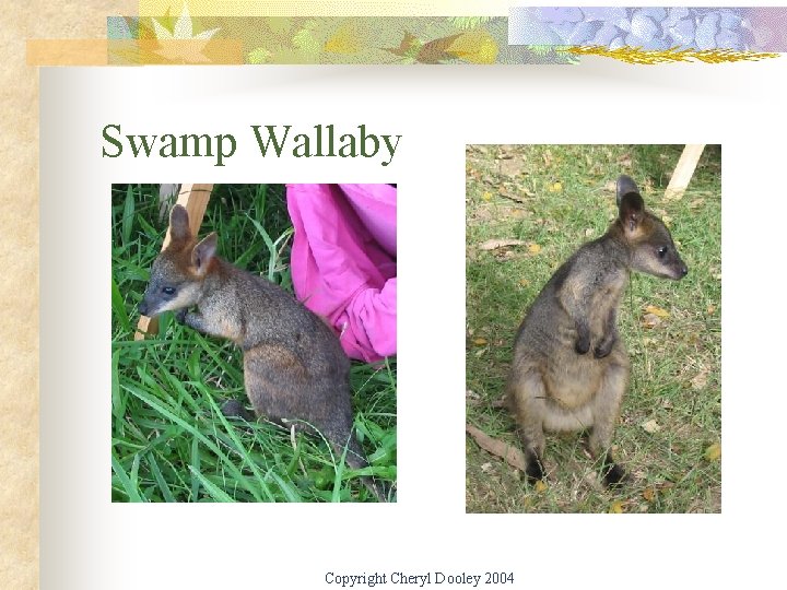 Swamp Wallaby Copyright Cheryl Dooley 2004 