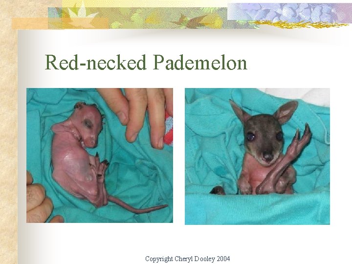 Red-necked Pademelon Copyright Cheryl Dooley 2004 