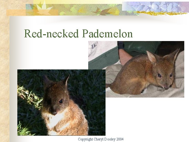 Red-necked Pademelon Copyright Cheryl Dooley 2004 