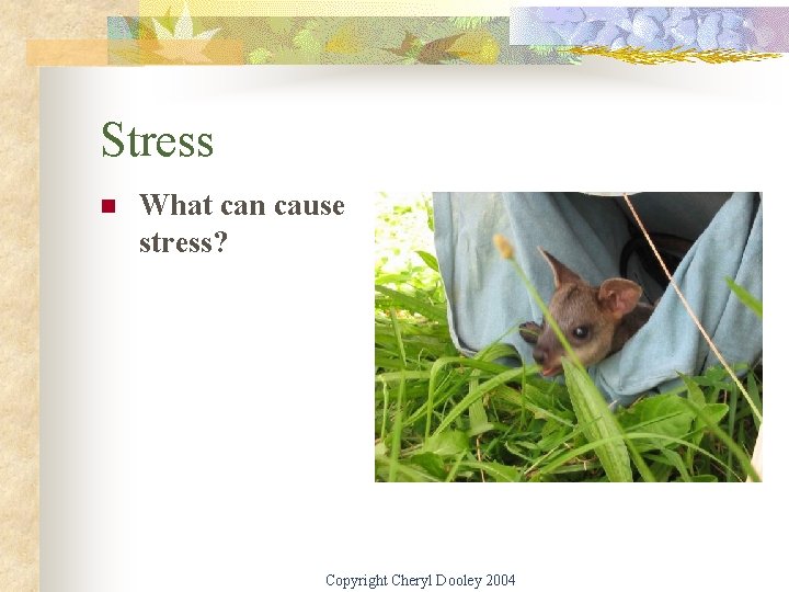 Stress n What can cause stress? Copyright Cheryl Dooley 2004 