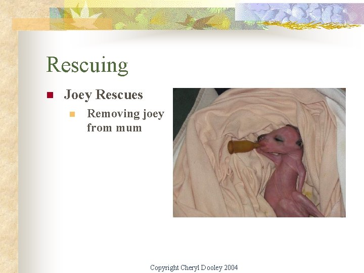 Rescuing n Joey Rescues n Removing joey from mum Copyright Cheryl Dooley 2004 
