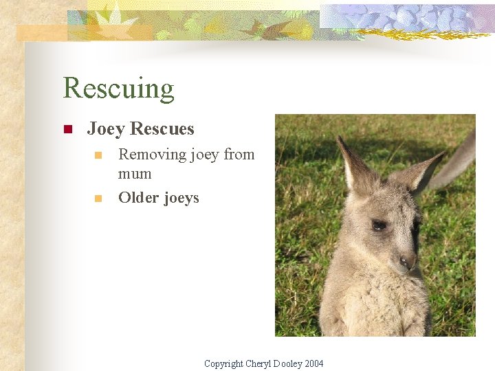 Rescuing n Joey Rescues n n Removing joey from mum Older joeys Copyright Cheryl