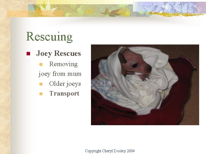 Rescuing n Joey Rescues Removing joey from mum n Older joeys n Transport n