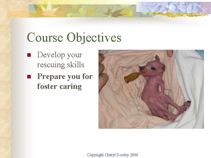 Course Objectives n n Develop your rescuing skills Prepare you for foster caring Copyright