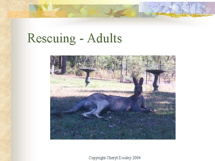 Rescuing - Adults Copyright Cheryl Dooley 2004 