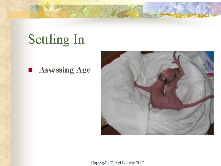 Settling In n Assessing Age Copyright Cheryl Dooley 2004 