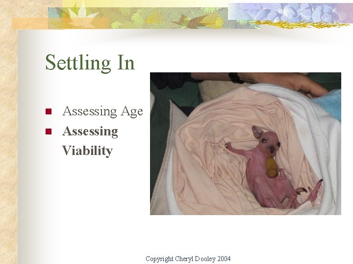 Settling In n n Assessing Age Assessing Viability Copyright Cheryl Dooley 2004 