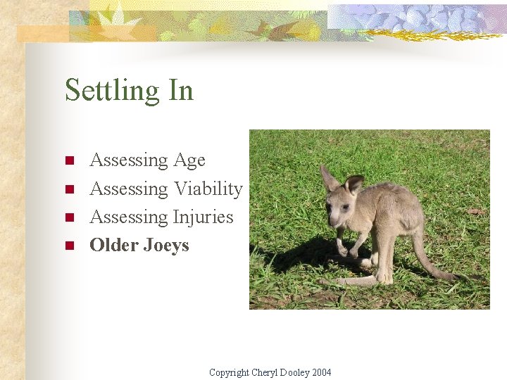 Settling In n n Assessing Age Assessing Viability Assessing Injuries Older Joeys Copyright Cheryl