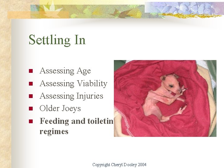 Settling In n n Assessing Age Assessing Viability Assessing Injuries Older Joeys Feeding and