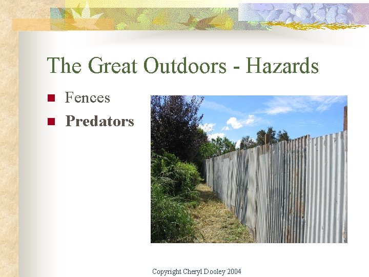 The Great Outdoors - Hazards n n Fences Predators Copyright Cheryl Dooley 2004 