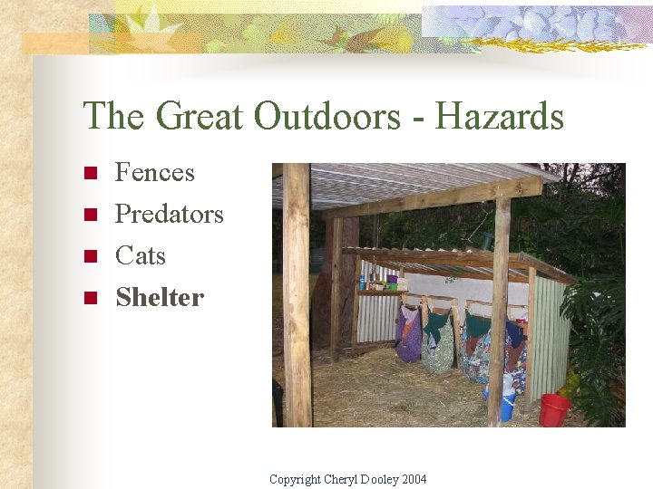The Great Outdoors - Hazards n n Fences Predators Cats Shelter Copyright Cheryl Dooley
