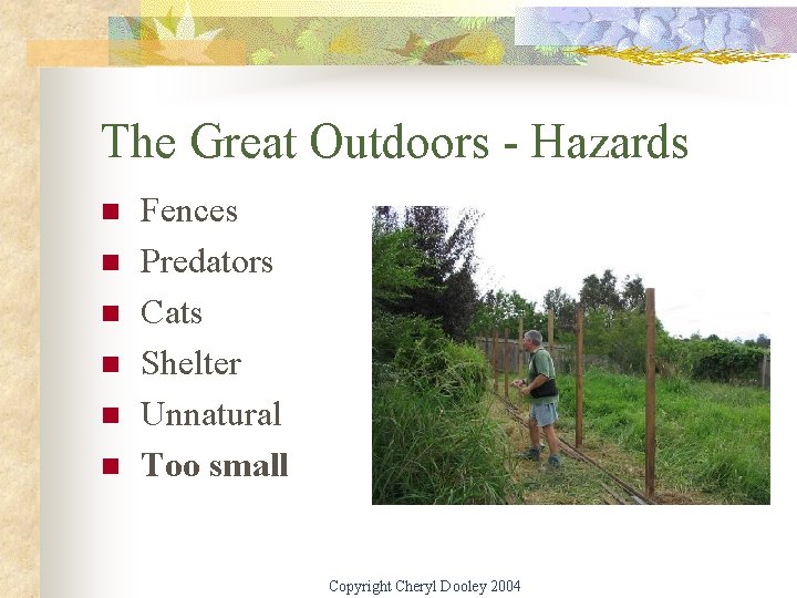 The Great Outdoors - Hazards n n n Fences Predators Cats Shelter Unnatural Too