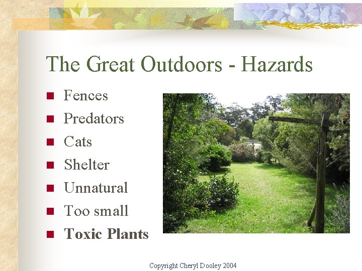 The Great Outdoors - Hazards n n n n Fences Predators Cats Shelter Unnatural