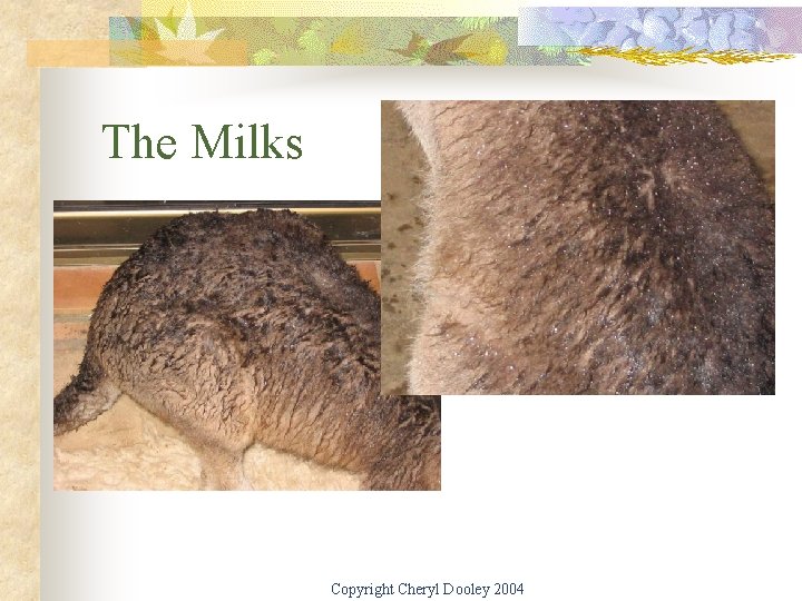 The Milks Copyright Cheryl Dooley 2004 