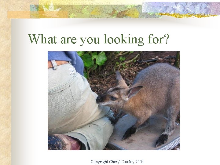 What are you looking for? Copyright Cheryl Dooley 2004 