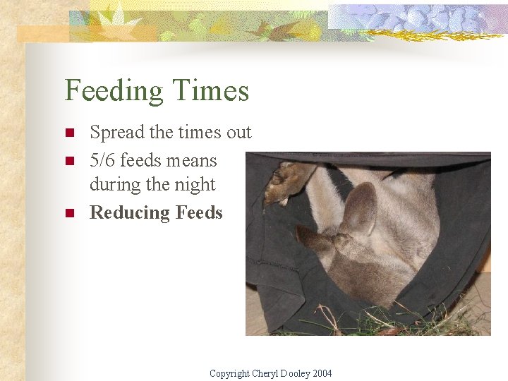 Feeding Times n n n Spread the times out 5/6 feeds means during the